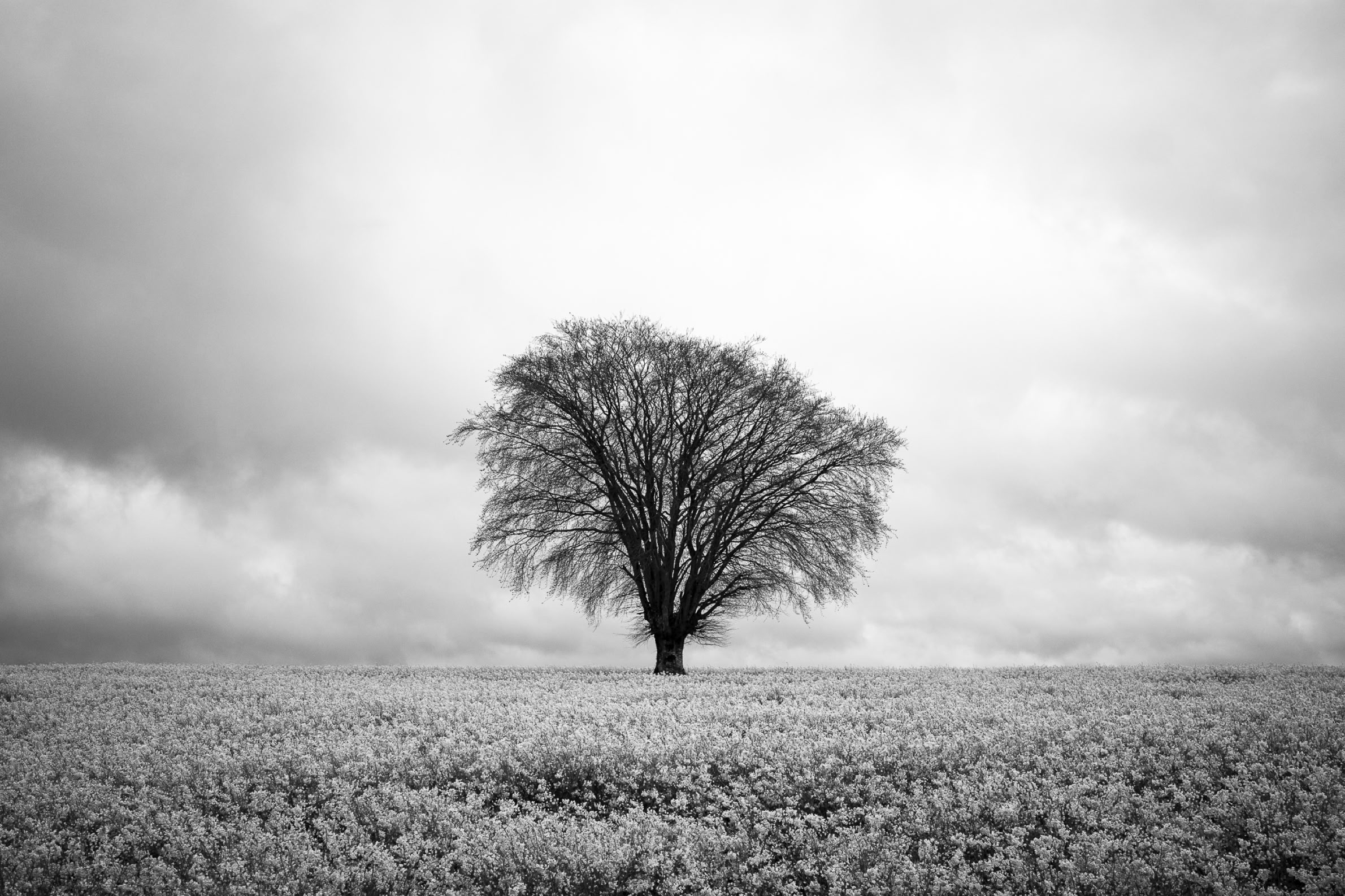 arbre, black and white, bretagne, brittany, bw, champ, field, monochrom, monochrome, noir et blanc, tree
