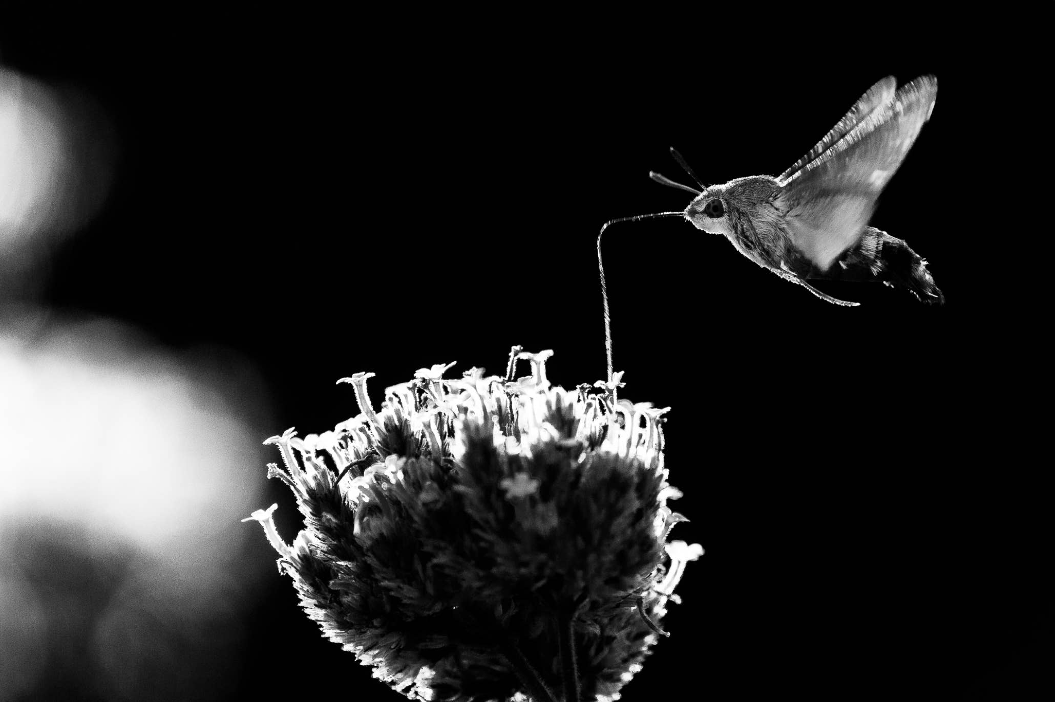 nature, oretail photography, olivier retail, noir et blanc, black and white, nature, wildlife, faune sauvage, papillon, butterfly, sphinx colibri
