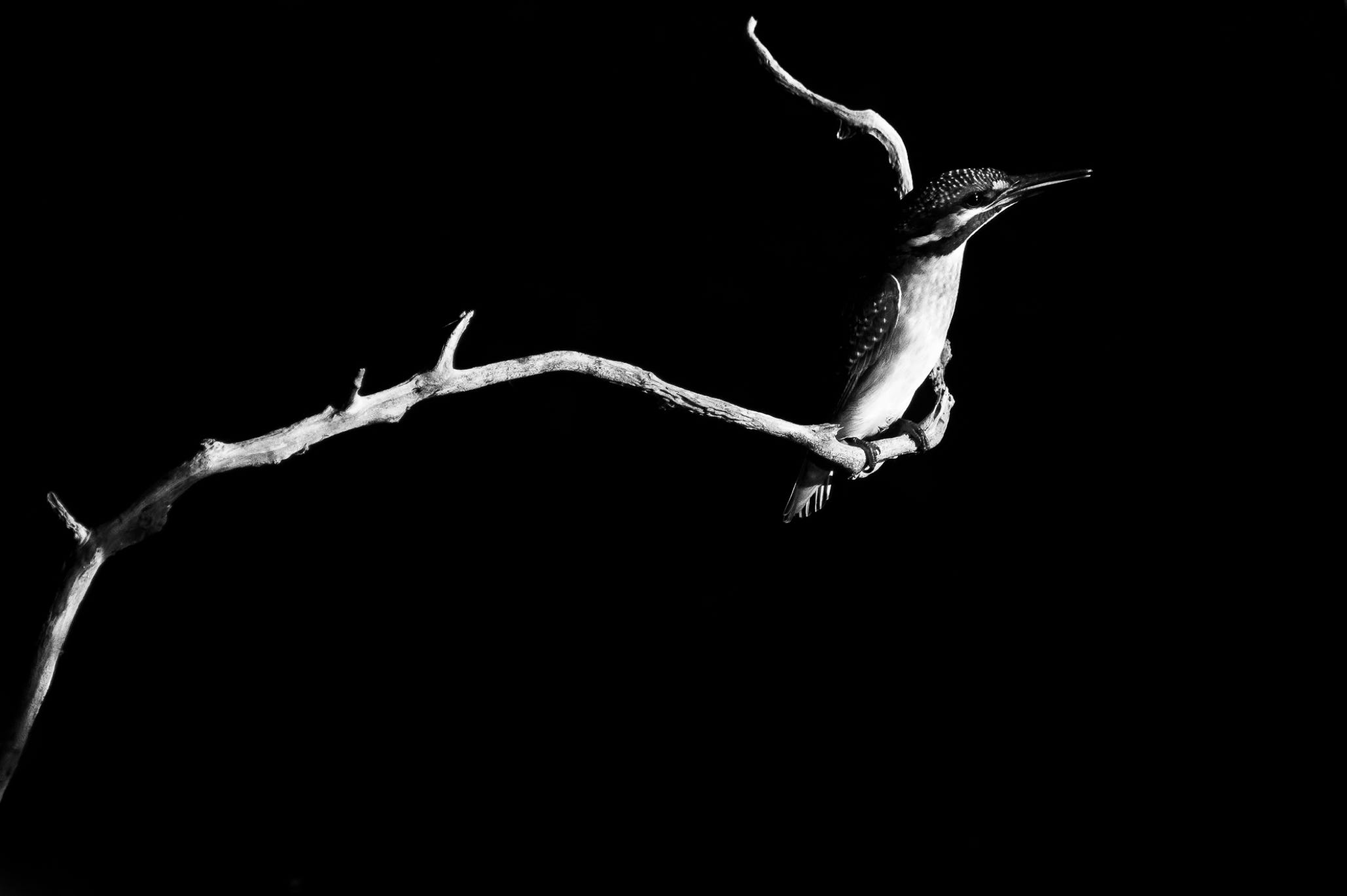 nature, oretail photography,  olivier retail, noir et blanc, black and white, nature, wildlife, oiseau, bird, faune sauvage, martin-pêcheur