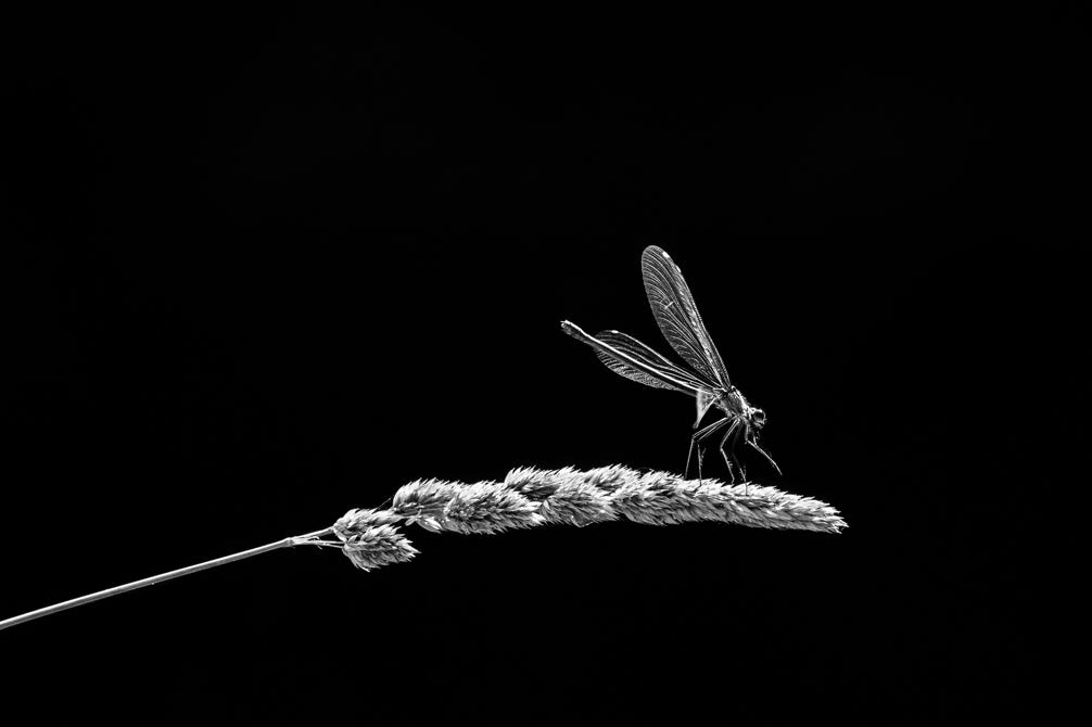 oretail photography, olivier retail, noir et blanc, black and white, nature, wildlife, libellule, dragonfly