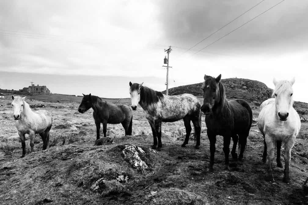 oretail photography, olivier retail, paysage, landscape, noir et blanc, black and white, cheval, connemara, horse, Ireland, Irlande, connemara