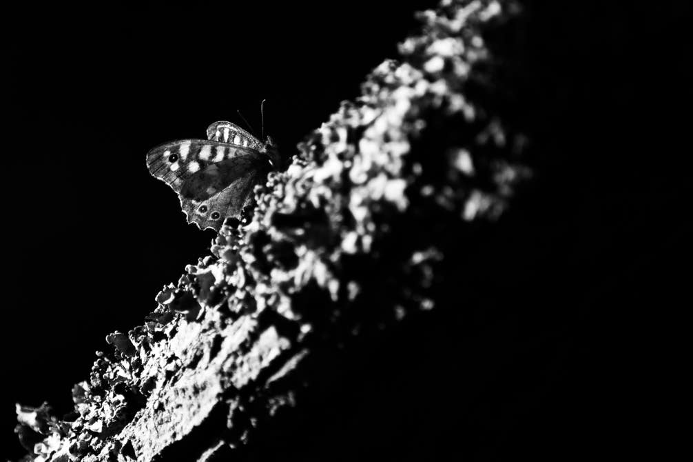 nature, oretail photography, olivier retail, noir et blanc, black and white, nature, wildlife, faune sauvage, papillon, butterfly,