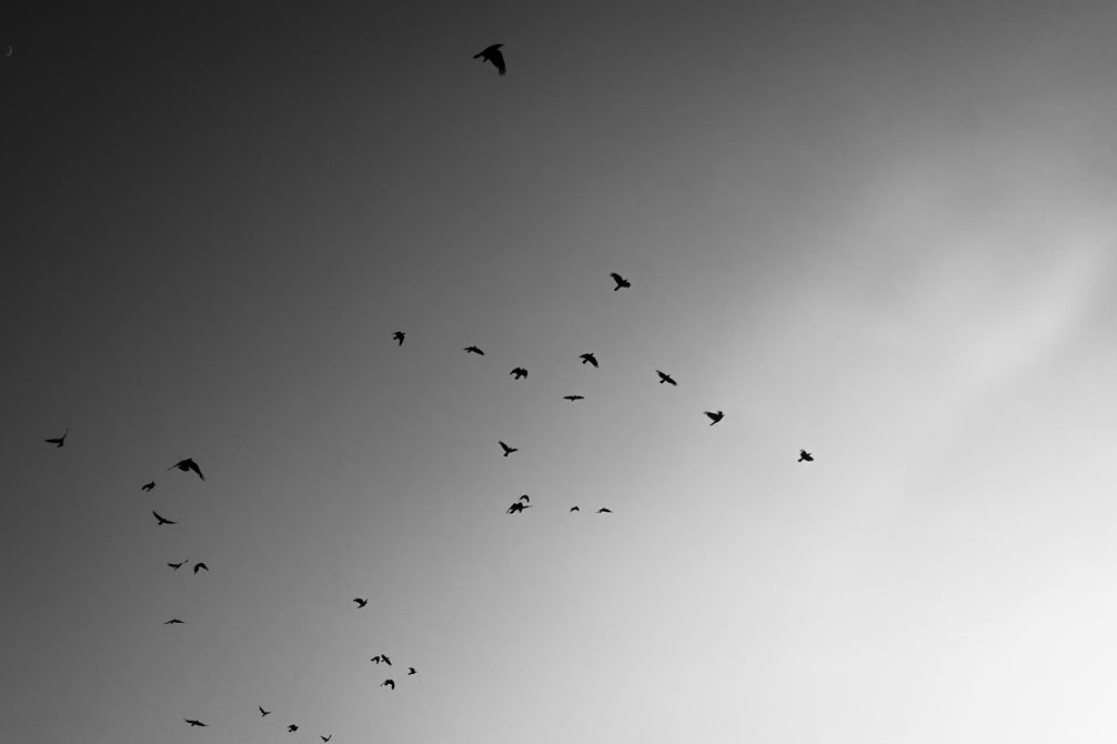 nature, oretail photography, olivier retail, dingle, ireland, irlande, oiseau, bird, black and white, noir et blanc, monochrom
