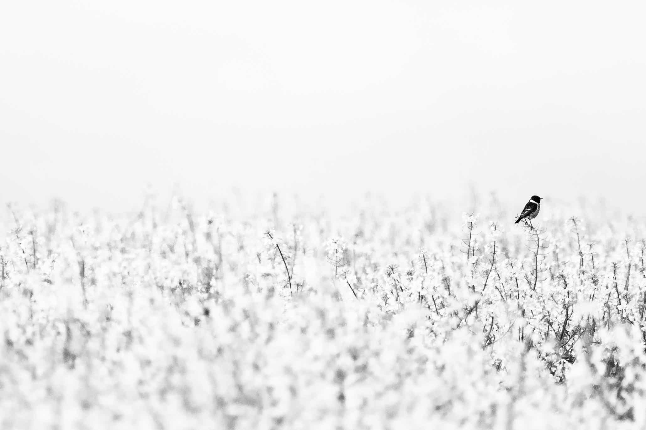 nature, oretail photography, olivier retail, noir et blanc, black and white, nature, wildlife, oiseau, bird, faune sauvage, tarier pâtre