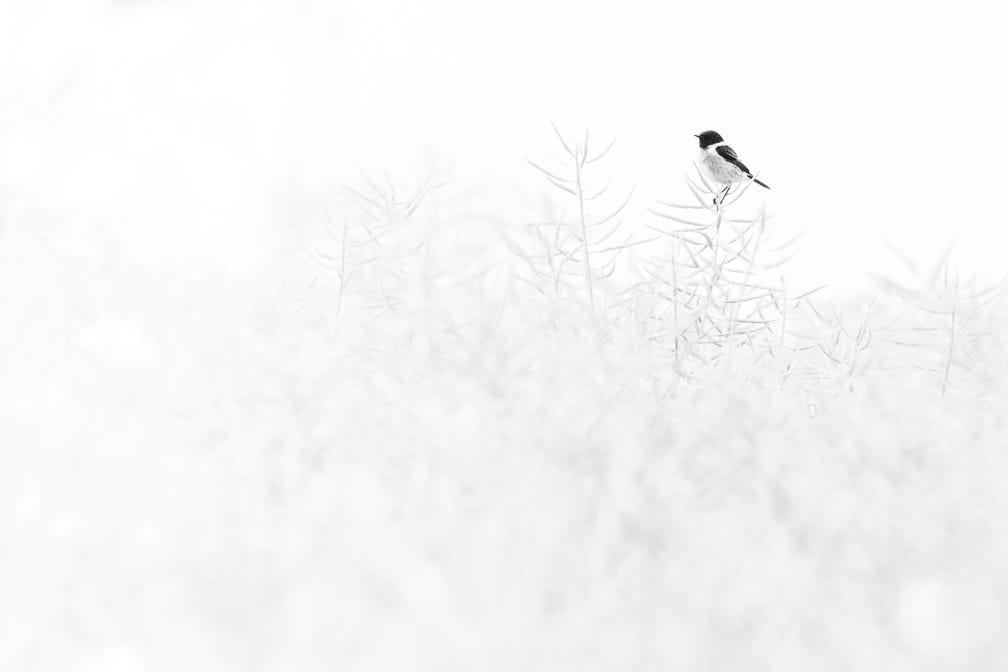 nature, oretail photography, olivier retail, noir et blanc, black and white, nature, wildlife, oiseau, bird, faune sauvage, tarier pâtre