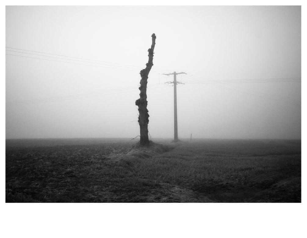paysage, oretail photography,  olivier retail, noir et blanc, black and white, landscape, monochrom, monochrome, bw, champ, field, piquet, post, arbre, tree