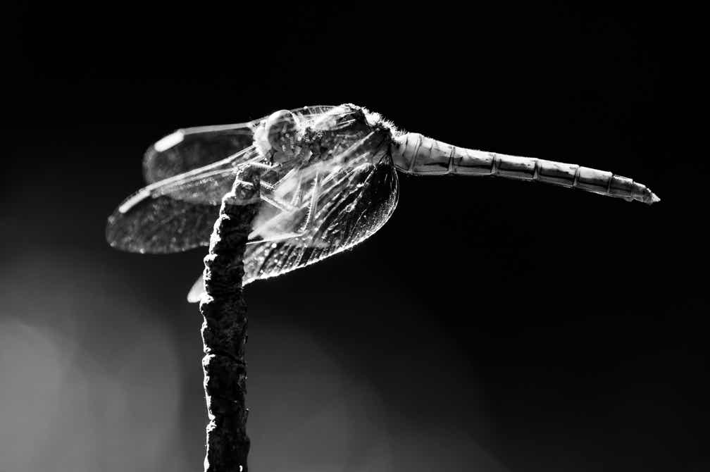 nature, oretail photography, olivier retail, noir et blanc, black and white, nature, wildlife, faune sauvage, libellule, dragonfly, sympetrum