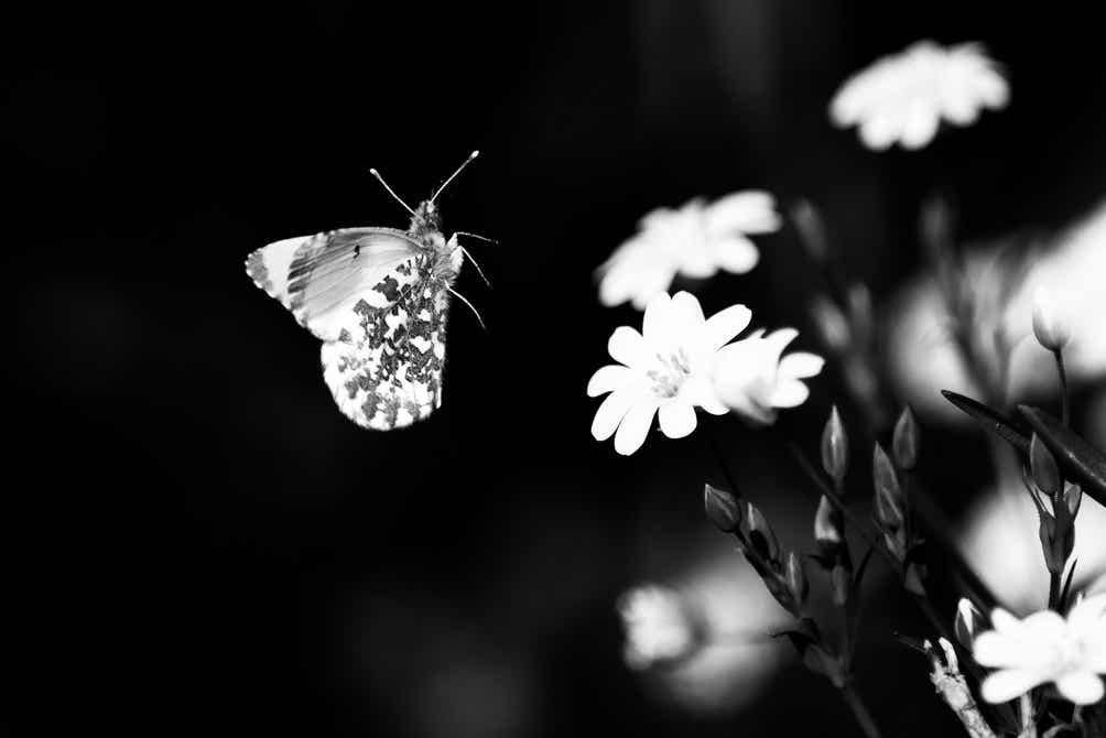 nature, oretail photography, olivier retail, noir et blanc, black and white, nature, wildlife, faune sauvage, papillon, butterfly, aurore