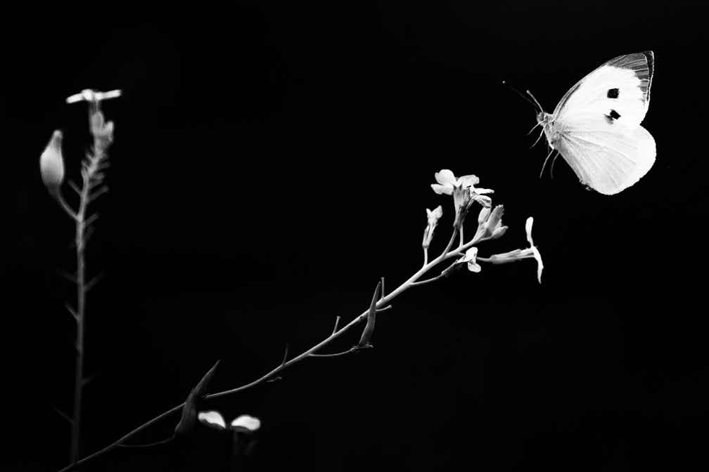nature, oretail photography, olivier retail, noir et blanc, black and white, nature, wildlife, faune sauvage, papillon, butterfly, piéride